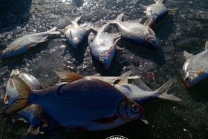 Астраханцы похвастались уловами в первые дни весны