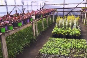 В Астрахани активно выращивают цветы для украшения парков и скверов города