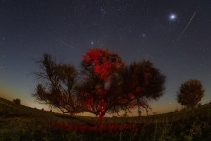 В Астраханской области безжалостно спилили знаменитое дерево для астрофотографий