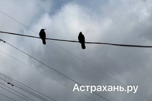 Вороны атакуют астраханцев: как защититься от агрессивных птиц?