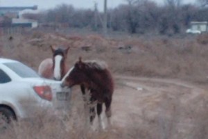 В поселке под Астраханью лошади начали портить машины местных жителей