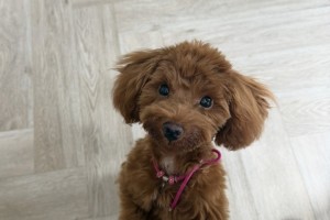 Астраханцам объяснили, почему важно прививать домашних животных