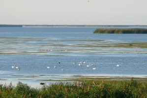 В Астраханской области авандельта исчезает из-за падения уровня Каспийского моря