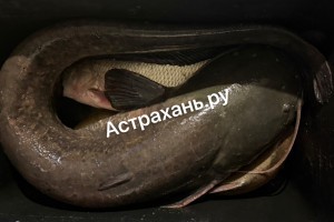 Клюет, но есть нюансы: что ловится в Астраханской области?