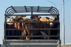 В Астраханской области на законодательном уровне ужесточили правила выгула скота: что изменилось