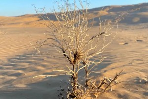 В Астраханской области пески вытесняют сельское хозяйство