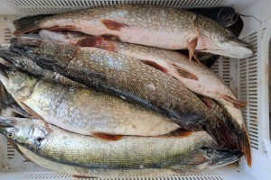 В Астраханской области готовятся к новым мерам по сохранению запасов щуки в реках