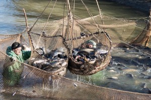 В Астраханской области лед задержал старт путины