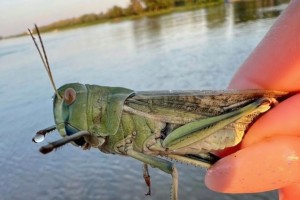 Эксперты удивили прогнозом: Астраханская область избежит нашествия саранчи в этом году