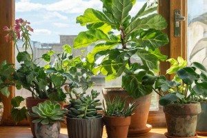 Озеленитель рассказала, как правильно выбирать комнатные растения и ухаживать за ними