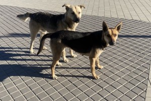 В Астрахани и Приволжском районе продлили режим экстраординарной ситуации