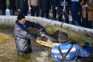 В астраханские реки выпустили 28 миллионов мальков осетровых