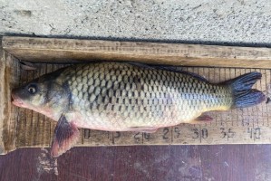 Какую рыбу чаще всего ловят в Астраханской области весной