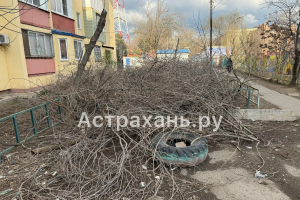 Спилили и забыли: в Астрахани ветки у детсада лежат третий месяц