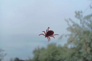 В Астрахани появились первые пострадавшие от клещей