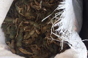 В Астраханской области введен запрет на добычу раков