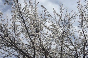 Сегодня в Астраханской области ожидается переменная облачность