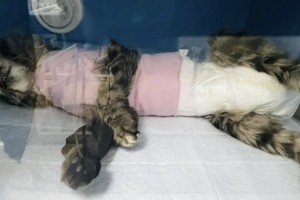 В Астрахани неизвестные жестоко поиздевались над кошкой