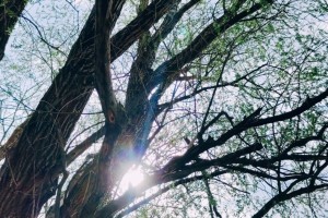 Сегодня в Астрахани будет солнечно и тепло