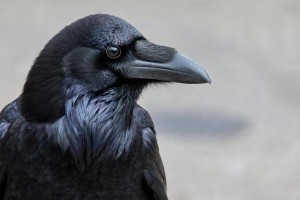 В Нижневартовске отметили национальный праздник Вороний день