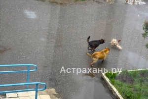 Дождь, собаки и курица: в Астрахани у поликлиники разыгрался триллер