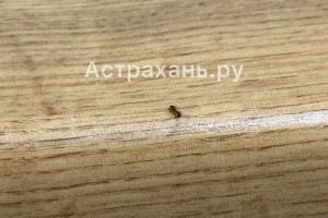 Ночью не уснуть, днем не поесть: астраханцы жалуются на нашествие муравьев и комаров в квартирах
