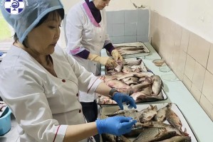 Специалисты проверили астраханскую рыбу на содержание личинок гельминтов