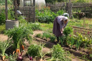 Эксперты из Ставрополя рассказали, как избавиться от кротов