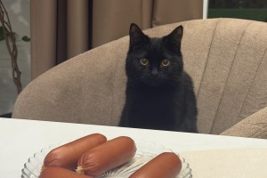 Астраханцам напомнили о штрафах за отсутствие прививки от бешенства у питомца