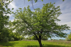 В Астраханскую область привезли редких благородных животных