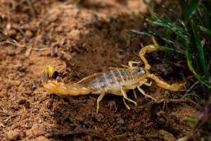 Опасных соседей заметили рядом с Астраханью