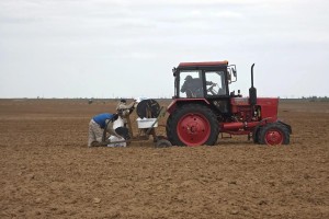 Астраханские аграрии ищут около 500 сотрудников на сезон полевых работ