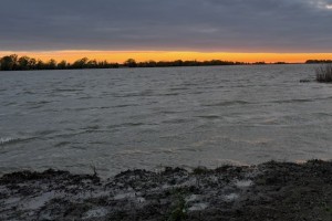 В Астраханской области рыба вышла на нерест