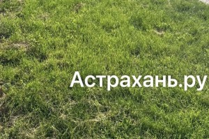 Клещи стали чаще нападать на астраханцев