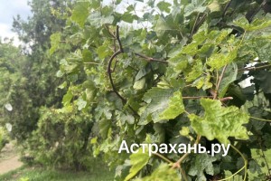 Астраханцы начали активно готовиться к дачному сезону