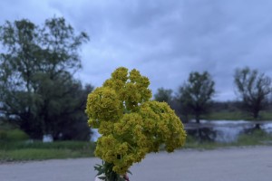 Сегодня в Астраханской области будет дождливо