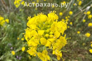 Астраханцы начали фотографировать сорняк, который неожиданно оказался красивым