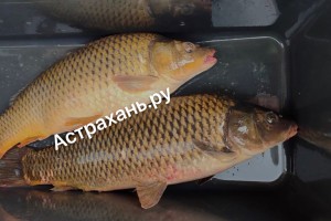 Сомы-гиганты, сазаны и огромная тарашка: что можно успеть поймать в Астраханской области до введения запрета