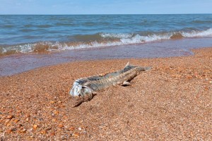 Каспийское море продолжает стремительно мелеть