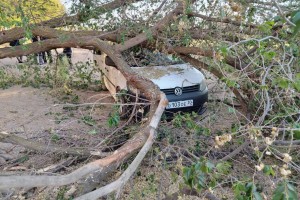 В Астрахани огромное дерево рухнуло на автомобиль и оборвало провода