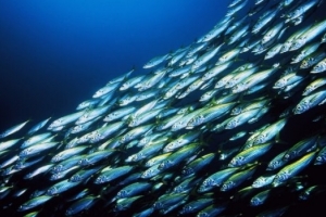 Более 56 тысяч тонн рыбной продукции выпустят астраханские предприятия в этом году