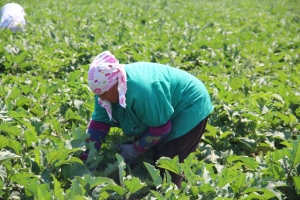 Если сельскохозяйственная перепись пройдет успешно, астраханским фермерам увеличат господдержку