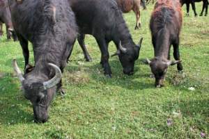Астраханские фермеры «делают ставки» на буйволов из Индии