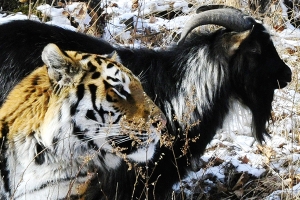Козел Тимур и тигр Амур станут участниками реалити-шоу