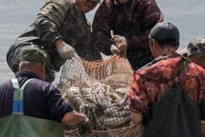 Итоги путины: Астраханские рыбаки добыли 40 тысяч тонн рыбы