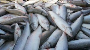 В 2015 году в Астраханской области добыли почти 43 тыс. тонн рыбы