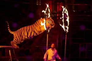 Астраханский цирк готов показать премьеру