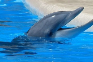 Астраханские активисты выступают против дельфинария