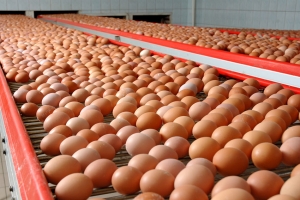 В Астраханской бласти увеличено производство яиц на 16 млн штук