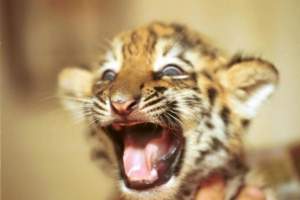 В Астрахани объявлен конкурс на лучшее имя для тигрят
